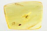 Detailed Fossil Bark Beetle (Scolytinae) in Baltic Amber #273354-1